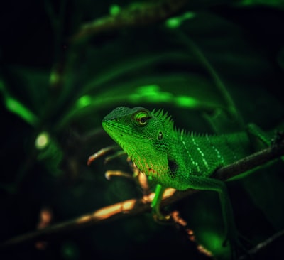Green lizards photos
